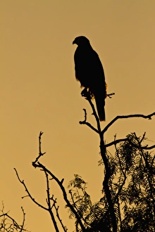 Images Dated 15th October 2010: Harriss Hawk (Parabuteo unicinctus) perched raptor
