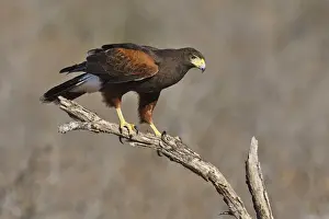 Harriss Hawk (Parabuteo unicinctus) perched raptor