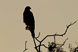 Images Dated 15th October 2010: Harriss Hawk (Parabuteo unicinctus) perched raptor