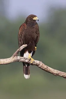 Harriss hawk, Rio Grande Valley, Texas