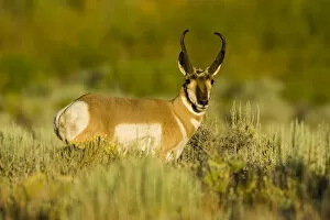 Images Dated 23rd July 2005: Hart Mountain National Antelope Refuge, Oregon, a Pronghorn buck (Antilocarpa americana)
