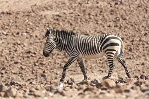 Brenda Tharp Prints: Hartmanns Zebra, equus quagga hartmannae