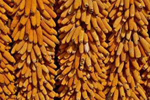 Kunming Prints: Harvested corn hanging to cure near Yangjiawan, Kunming area of China
