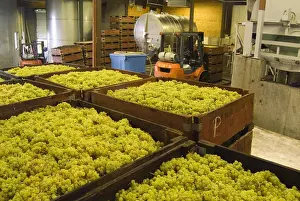 Okanagan Valley Prints: Harvested white grapes in the production area of Grey Monk Estate Winery in the northern