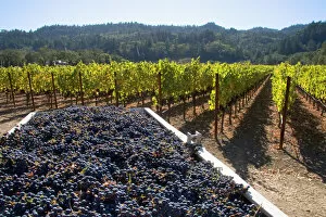 Harvested wine grapes in Napa Valley, California