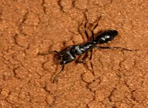 Images Dated 12th November 2007: Harvester Ant, Messor andrei, Mkuze Game Reserve, South Africa