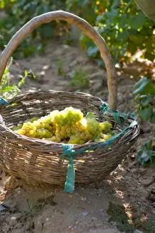 Harvesting Chardonnay grapes in Huailai Rongchen vineyard near Guanting Lake, Hebei Province