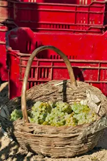 Crate Prints: Harvesting Chardonnay grapes in Huailai Rongchen vineyard near Guanting Lake