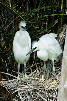 Two hatchling snowy egrets spy the surrounding area from their nest at Naples Zoo