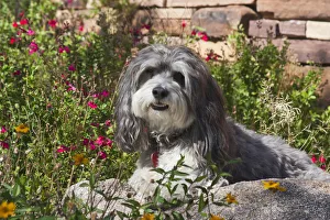 Lying Down Prints: Havanese in flowers (PR)