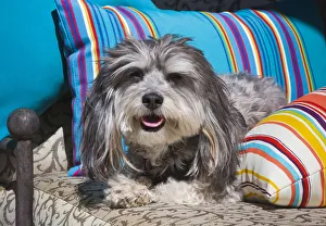 Lying Down Prints: Havanese lying between pillows (PR)