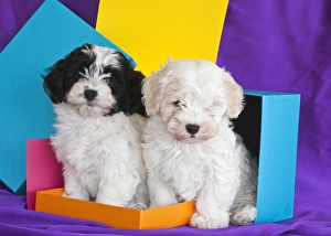 Companion Prints: Two Havanese puppies sitting together surrounded by colors