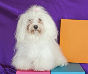 Companion Prints: A Havanese sitting in front of colorful background