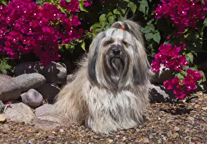 Images Dated 31st October 2013: Havanese sitting in front of flowers (PR)
