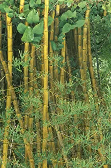 Images Dated 29th August 2003: Hawaii Bamboo forest