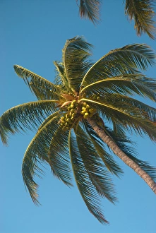 Images Dated 4th September 2011: Hawaii, Big Island, Kohala Coast. Anaeho omalu Beach. Coconut palms