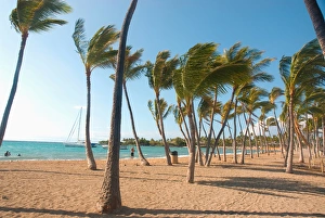 Images Dated 4th September 2011: Hawaii, Big Island, Kohala Coast. Anaeho omalu Beach. Palm trees
