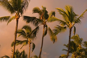 Inger Hogstrom Prints: Hawaii, Big Island, Kona, Palm trees at sunset