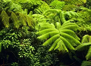 Greenery Prints: Hawaii, Big Island, Lush tropical greenery in Hawaii Volcanoes National Park
