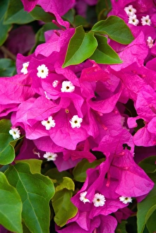 Images Dated 4th September 2011: Hawaii, Big Island, South Kona, Captain Cook. Bougainvillea
