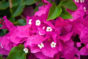 Images Dated 4th September 2011: Hawaii, Big Island, South Kona, Captain Cook. Bougainvillea