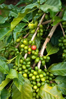 Images Dated 4th September 2011: Hawaii, Big Island, South Kona, Captain Cook. Greenwell Kona Coffee Farm plantation