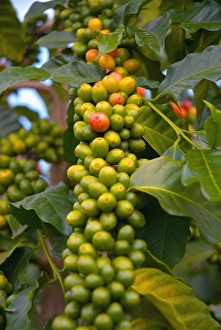 Hawaii, Big Island, South Kona, Captain Cook. Greenwell Kona Coffee Farm plantation