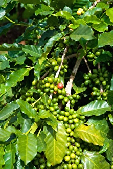 Images Dated 4th September 2011: Hawaii, Big Island, South Kona, Captain Cook. Greenwell Kona Coffee Farm plantation