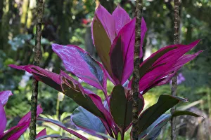 Images Dated 16th February 2017: Hawaii Botanical Garden, Big Island, Hawaii, Hawaiian Ti Plant