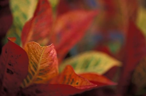 Gentle Prints: Hawaii Colorful tropical plants