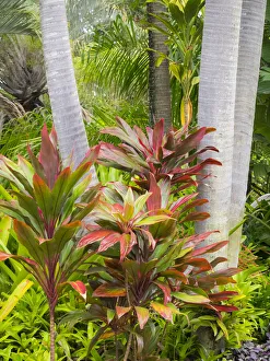 Images Dated 30th July 2020: Hawaii, Maui, garden on the Road to Hana with palms and tea plants