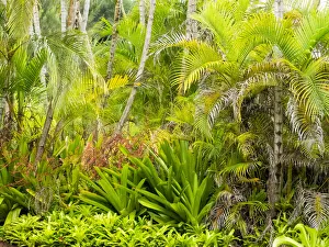 Images Dated 30th July 2020: Hawaii, Maui, Hana, garden on the road to Hana with palms and bromide plants