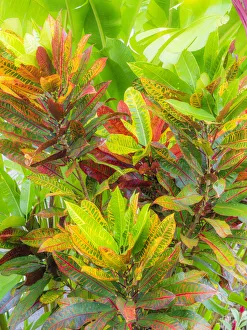 Tropical Plant Prints: Hawaii, Maui, Kihei, Croton tropical and colorful leaf plant