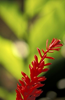 Single Object Prints: Hawaii, Maui Red flower