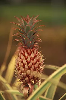 Hawaii, Oahu Pineapple plant