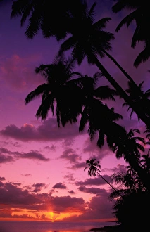 Hawaii Palm trees at sunset