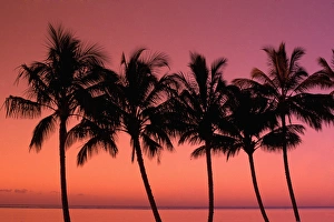 Palm Frond Prints: Hawaii Palm trees at sunset