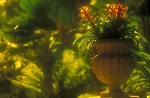Pottery Prints: Hawaii Potted plants