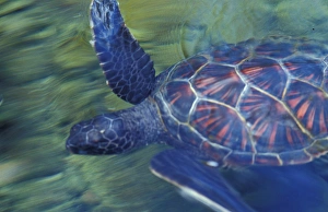 Sea Animal Prints: Hawaii Sea turtle