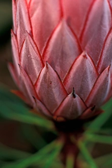 Protea Prints: Hawaii Tropical flower