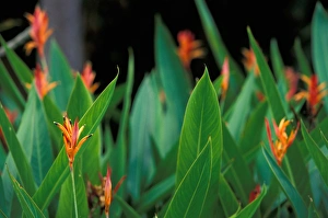 Hawaii Tropical flowers