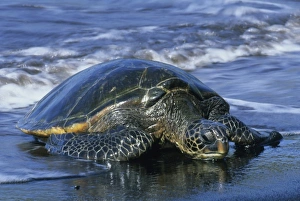 Reptilian Prints: Hawaiian Green Sea Turtle, (Chelonia mydas), endangered, Punalu u Black Sand Beach, Hawaii