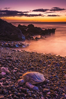 Shoreline Prints: Hawaiian green sea turtle on a lava beach at sunset, Kohala Coast, The Big Island, Hawaii