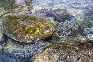 Images Dated 28th December 2007: Hawaiian Green Sea Turtle in a tidal pool on the Island of Hawaii
