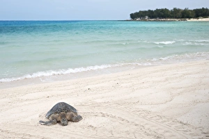 Images Dated 16th March 2009: Hawaiian Green Turtle / Chelonia mydas resting on beach This species is listed as