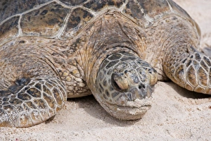 Hawaiian Green Turtle / Chelonia mydas resting on beach This species is listed as