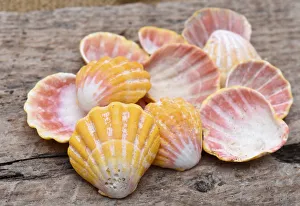 Nautical Prints: Hawaiian sunrise shells