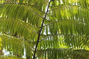 Images Dated 13th February 2013: Hawaiian Tropical Botanical Gardens, near Hilo, Big Island, Hawaii, USA