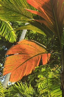 Botanical Prints: Hawaiian Tropical Botanical Gardens, near Hilo, Big Island, Hawaii, USA