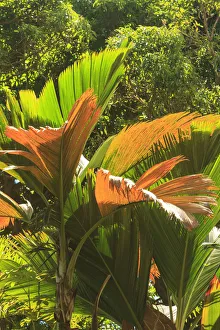 Images Dated 13th February 2013: Hawaiian Tropical Botanical Gardens, near Hilo, Big Island, Hawaii, USA